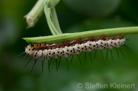 044 Zebra-Falter-Raupe - Heliconius charitonius